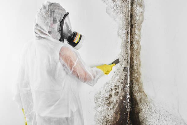 Certified Mold Removal in Byesville, OH