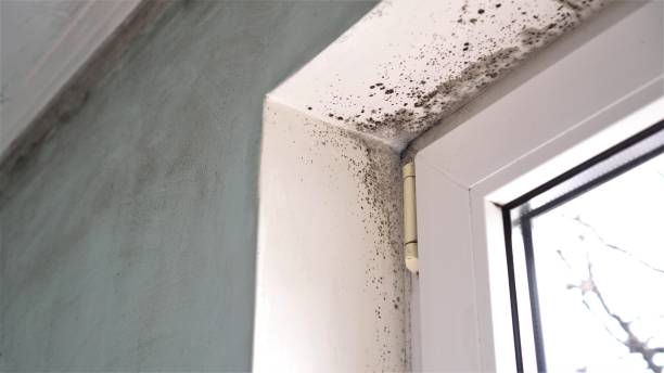 Best Crawl Space Mold Removal  in Byesville, OH