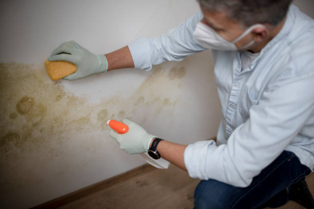 Best Mold Inspection  in Byesville, OH