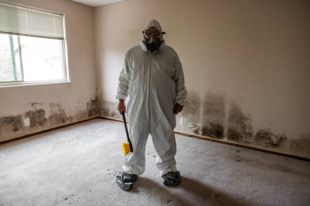 Best Certified Mold Removal  in Byesville, OH