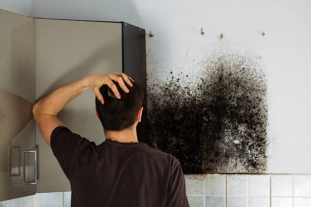 Best Emergency Mold Removal  in Byesville, OH