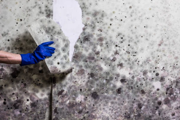 Best Mold Cleaning Services  in Byesville, OH